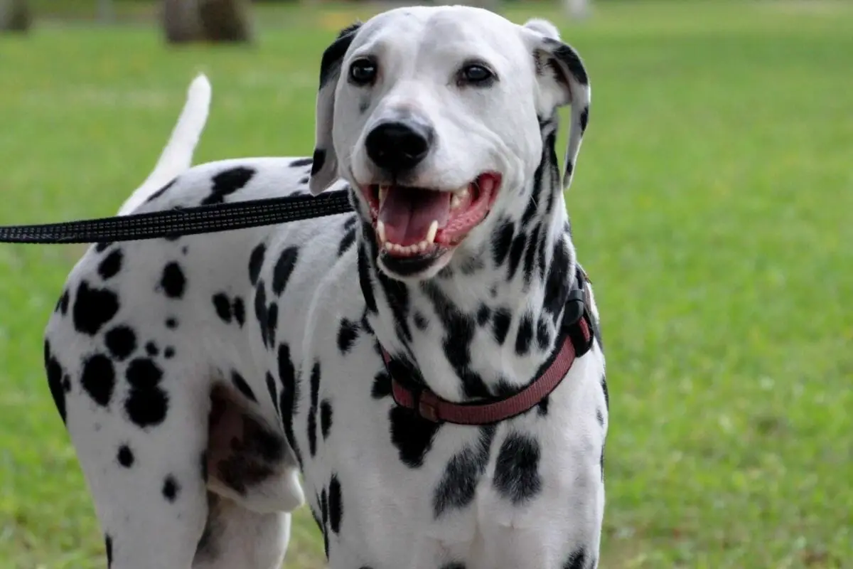 Dalmatians As Firefighters