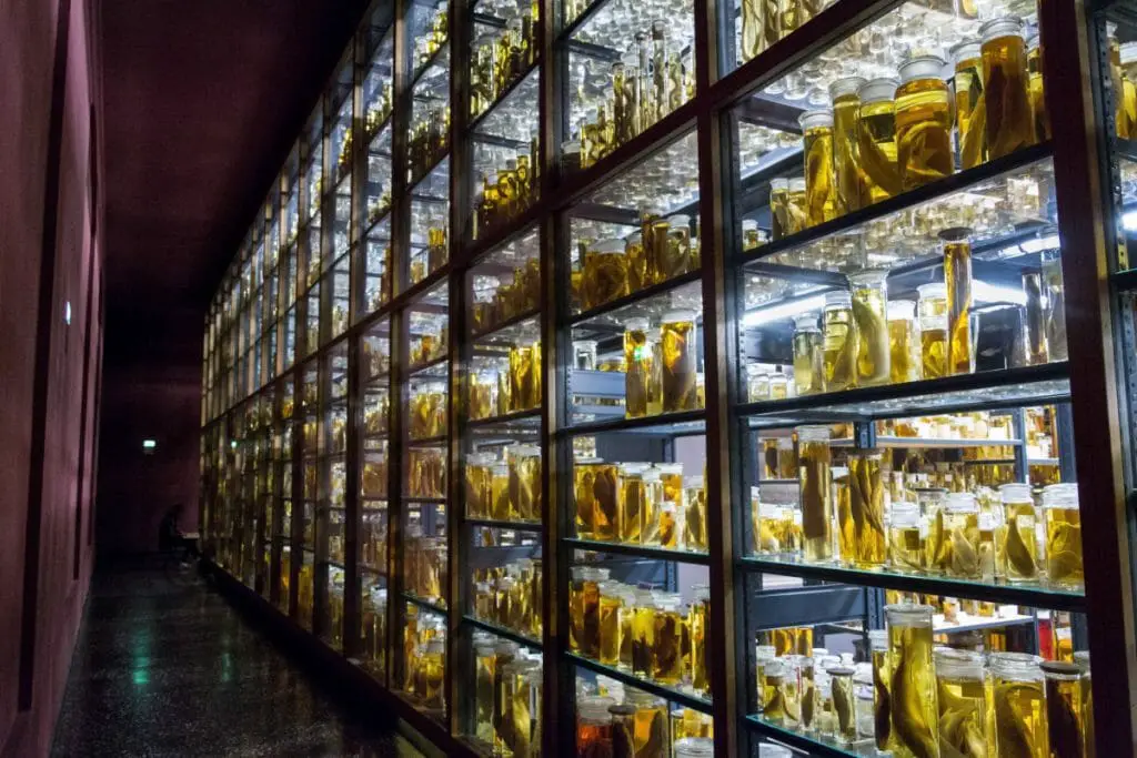 Is Embalming Fluid Flammable?