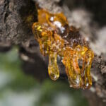 Is Tree Sap Flammable? Get The Facts So You Stay Safe